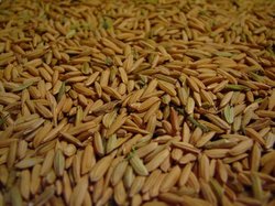 Manufacturers Exporters and Wholesale Suppliers of Paddy Grain Coimbatore Tamil Nadu